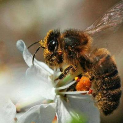abeille mellifère 09