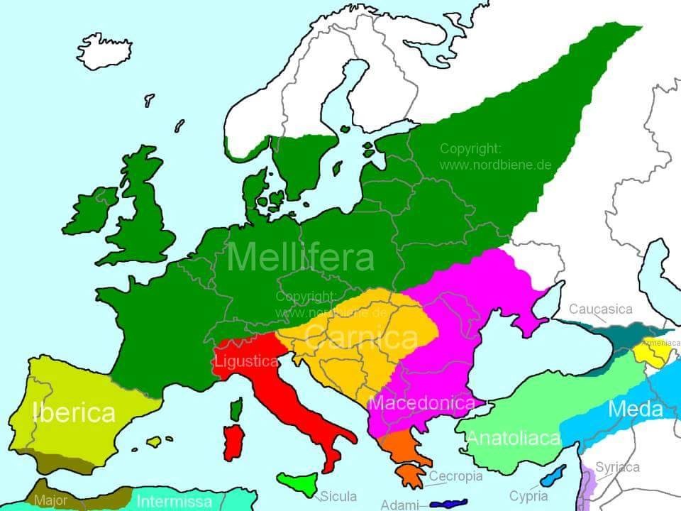Abeilles races répartition Europe