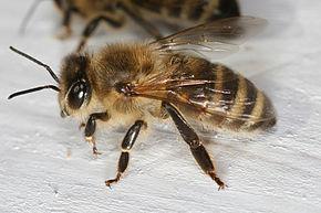 abeille mellifère 03