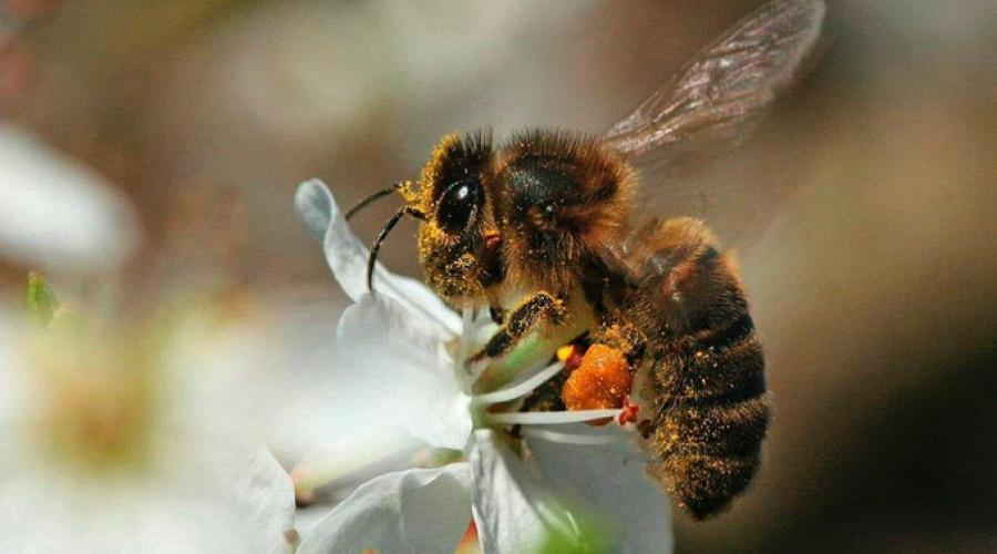 abeille mellifère 02