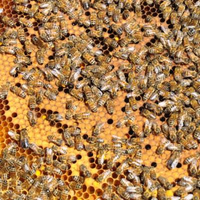 Le couvain (oeufs et larves) des abeilles mellifères